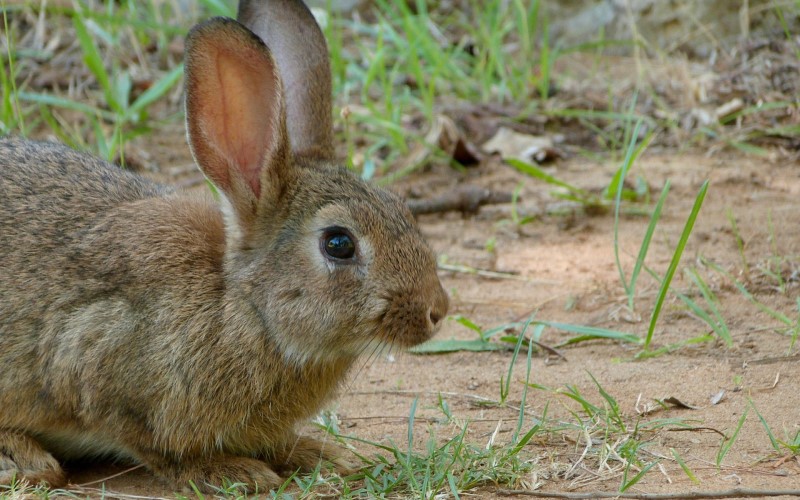 Feral rabbit control | City of Fremantle