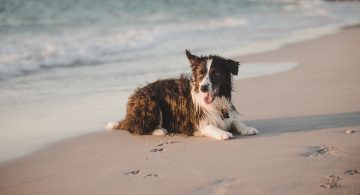 A wet Border Collie with a black and white coat lies on sandy beach near the ocean, looking to the side with its tongue out. Paw prints are visible in the sand, and gentle waves are in the background.