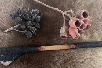 A close-up of a fur surface with a dark, charred stick, a cluster of dark seed pods, and a branch holding several empty, reddish-brown gum nuts.