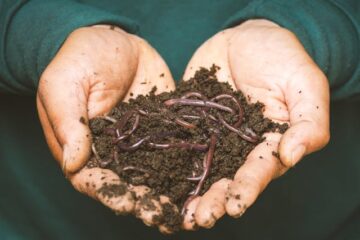 A close-up of two hands holding a pile of dark soil with several earthworms visible, against a blurred background.