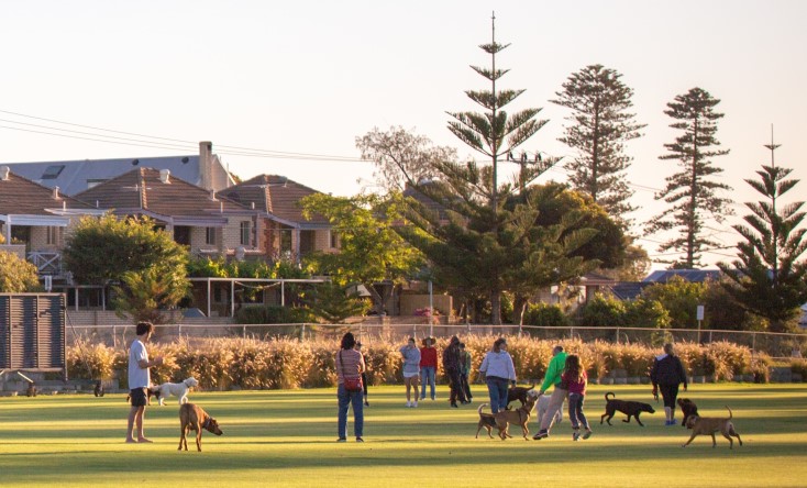 People and dogs gather and interact on a grassy field in a park during daylight, with houses, trees, and clear skies in the background.