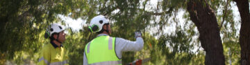 Two workers wearing safety helmets and high-visibility vests stand outdoors under trees, with one pointing towards the branches, possibly discussing or inspecting tree maintenance.