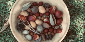 A wooden bowl filled with assorted dried seeds, nuts, pods, pinecones, and leaves sits on grass. The items are in earthy tones of brown, red, and tan, creating a natural and rustic arrangement.
