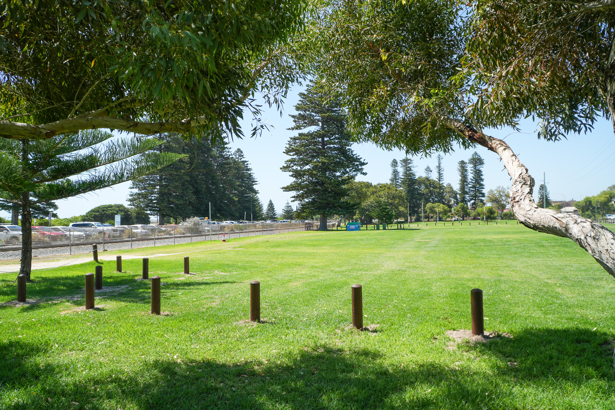 A grassy park with scattered trees and wooden posts, bordered by a road with parked cars and a fence. Tall pine trees stand in the background under a clear, sunny sky.