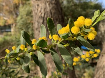 A close-up of a branch with green leaves and clusters of small, round, bright yellow flowers, set against a blurred natural background with trees and foliage.