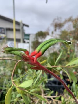 A close-up of a fuzzy red and green flower with long, curved petals, resembling a kangaroo paw, set against a blurred outdoor background with plants and buildings.