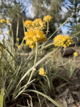 Close-up of bright yellow wildflowers with rounded petals and long green stems, growing outdoors among grass and mulch, with blurred trees and sky in the background.