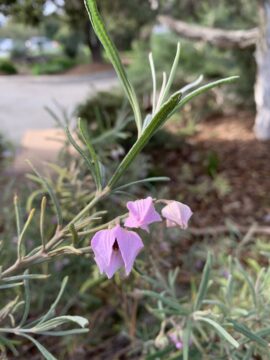 Close-up of a green leafy branch with three small, light purple, bell-shaped flowers in focus. The background is blurred with trees, shrubs, and a pathway visible.