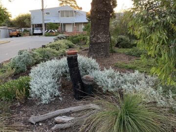 A suburban street with native plants, mulch, and shrubs in a garden bed. Two tree stumps, one partly charred, stand near a large tree. A white house with a wraparound balcony is visible in the background.