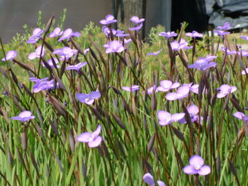 A cluster of tall green stems with numerous blooming purple flowers and unopened buds, growing densely in an outdoor garden setting with sunlight and greenery in the background.