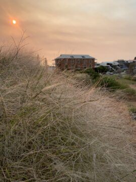 Tall dry grass in the foreground with a brick building and other structures in the background under a hazy orange sky, suggesting sunset or smoky conditions.