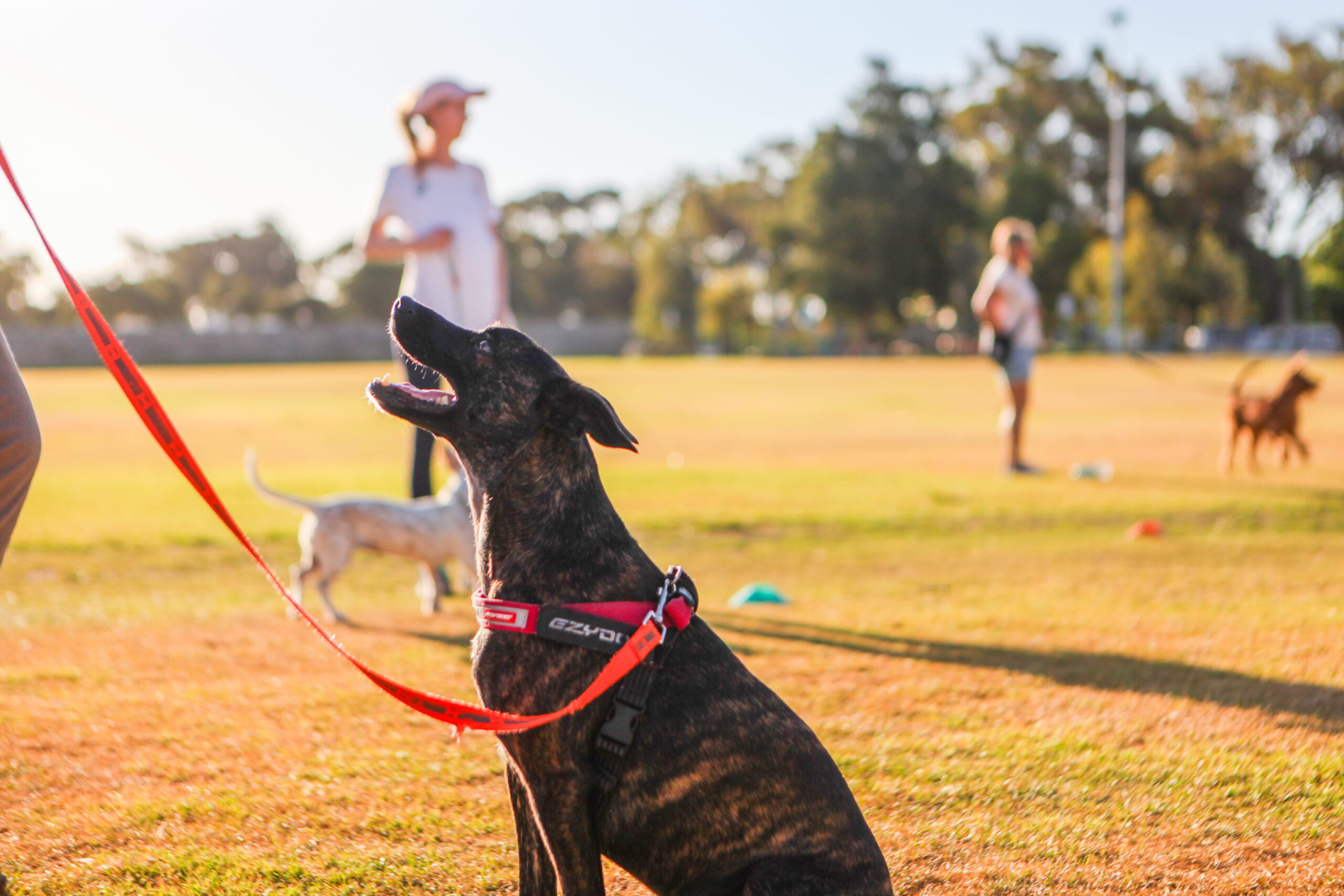 A brindle dog on a red leash sits attentively on grass in a sunny park. Other dogs and people are visible in the blurred background, enjoying the outdoors.