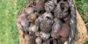 A woven basket filled with dark brown, cracked, and round dried objects resembling nuts or seed pods, placed on grass.