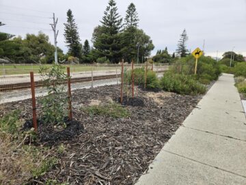 A paved sidewalk runs alongside a mulched garden bed with young trees supported by stakes, near railway tracks and a crossing sign with bushy greenery and tall pine trees in the background.