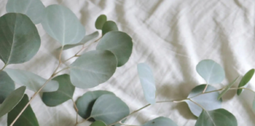 Green eucalyptus branches with round, pale green leaves are laid diagonally on a soft, crumpled white fabric background. The scene appears calm and minimalistic.