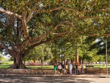A group of people gathers under the shade of a large, sprawling tree in a sunny park, with green grass, benches, and tall trees in the background. A sign reading THE ESPLANADE is partially visible.