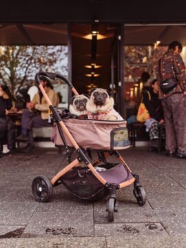 Two small dogs sit in a stroller outside a café, looking forward. People can be seen chatting and sitting at tables inside the café in the background.