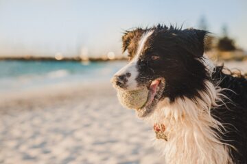A wet black and white dog stands on a sandy beach with a tennis ball in its mouth, looking happy. The ocean and some blurred trees are visible in the background.