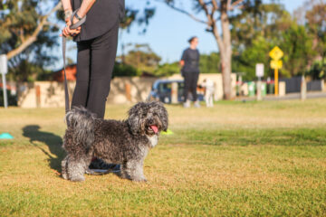 A small, fluffy black and gray dog on a leash stands in a grassy park, looking at the camera. A person holds the leash and another person with a dog is visible in the blurred background.