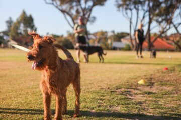 A brown dog on a leash stands on grass, panting happily. In the background, people and other dogs are visible, with trees and a building under a clear sky.