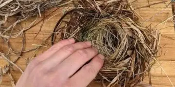 A hand gently touches a round birds nest made of dry grass and twigs, placed on a wooden surface.