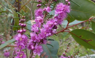 Cluster of vibrant purple flowers with long stamens on leafy green branches, set against a blurred natural background.