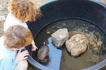 Two children look at a turtle in a large black plastic tub containing water and two rocks.